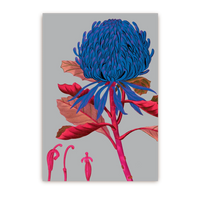 Telopea Floral | Postcard